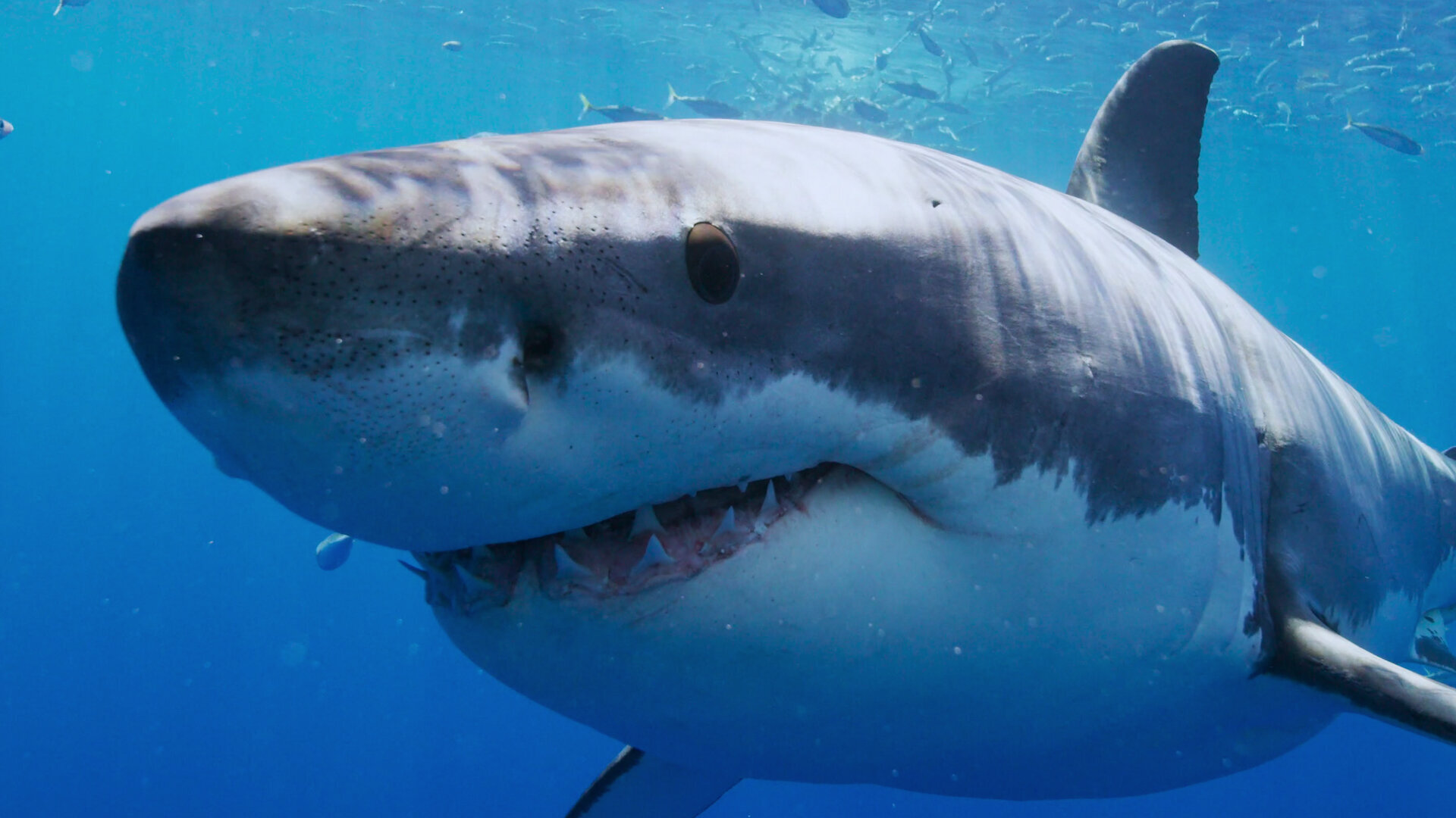 All the Sharks S1E4 Chum and Get It!