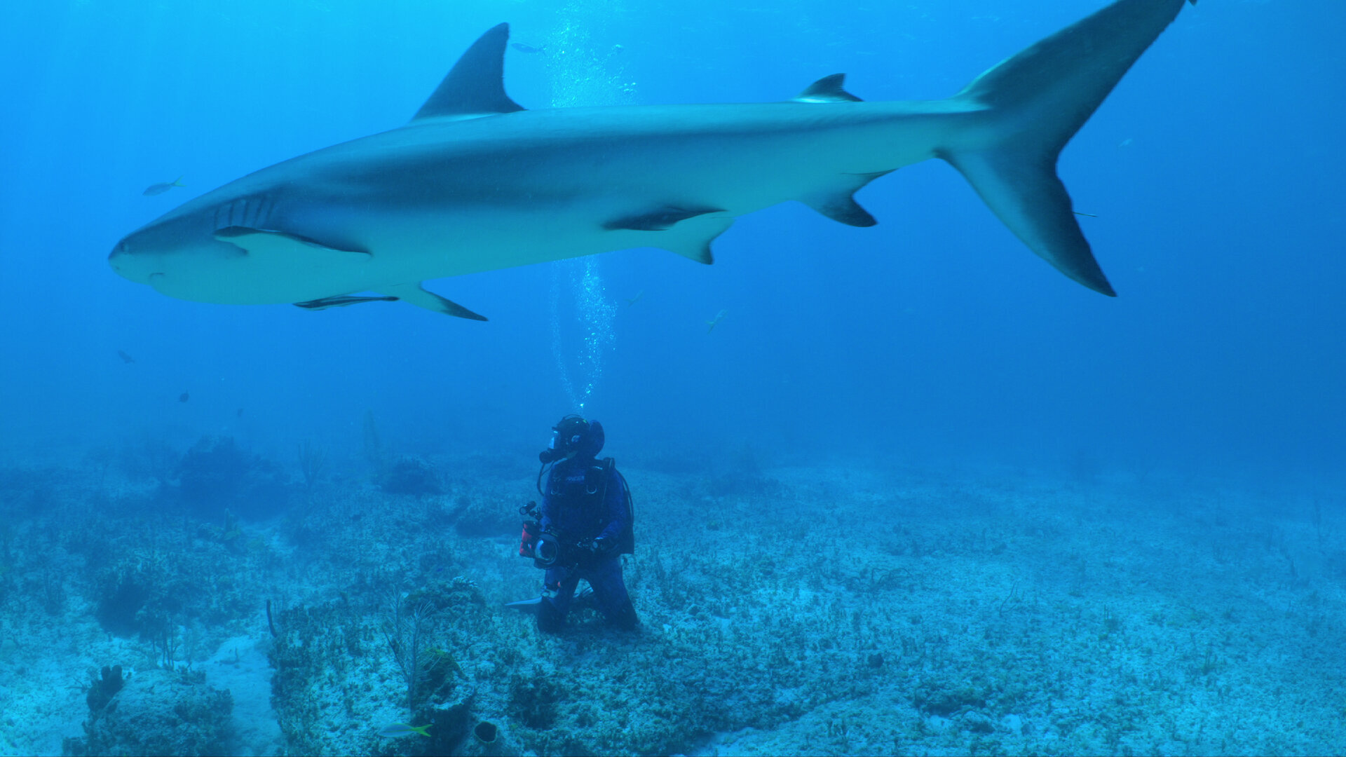 All the Sharks S1E5 It's Hammer Time
