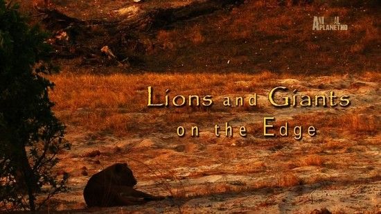 Animal Planet Lions And Giants On The Edge 720p x264 HDTV EZTV