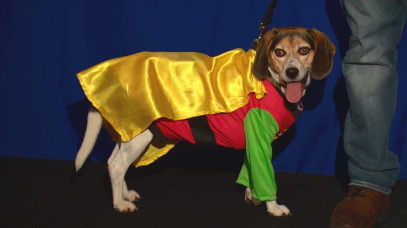 Comic Book Men S7E8 The Canine Crusaders
