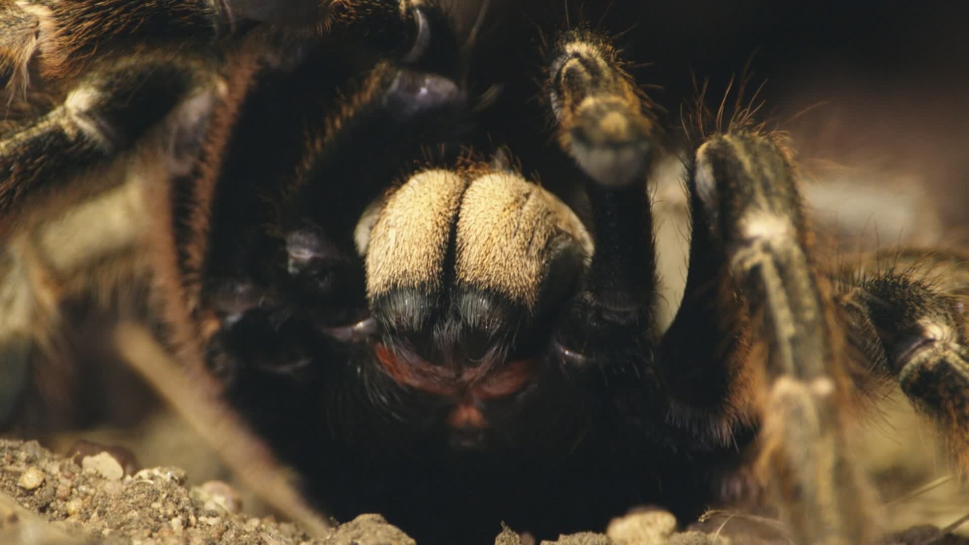 Deadly Hunters S1E3 Small but Deadly