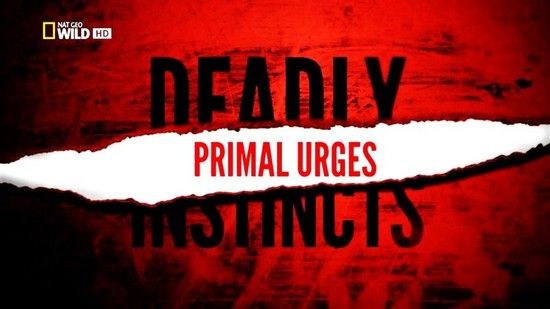 Deadly Instincts Primal Urges 720p x264 HDTV EZTV