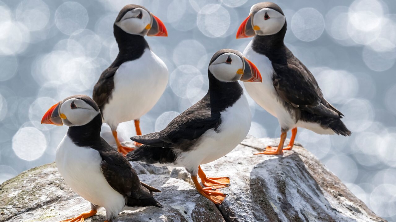 Hidden Treasures of the National Trust S4E3 Puffins and Pilgrims
