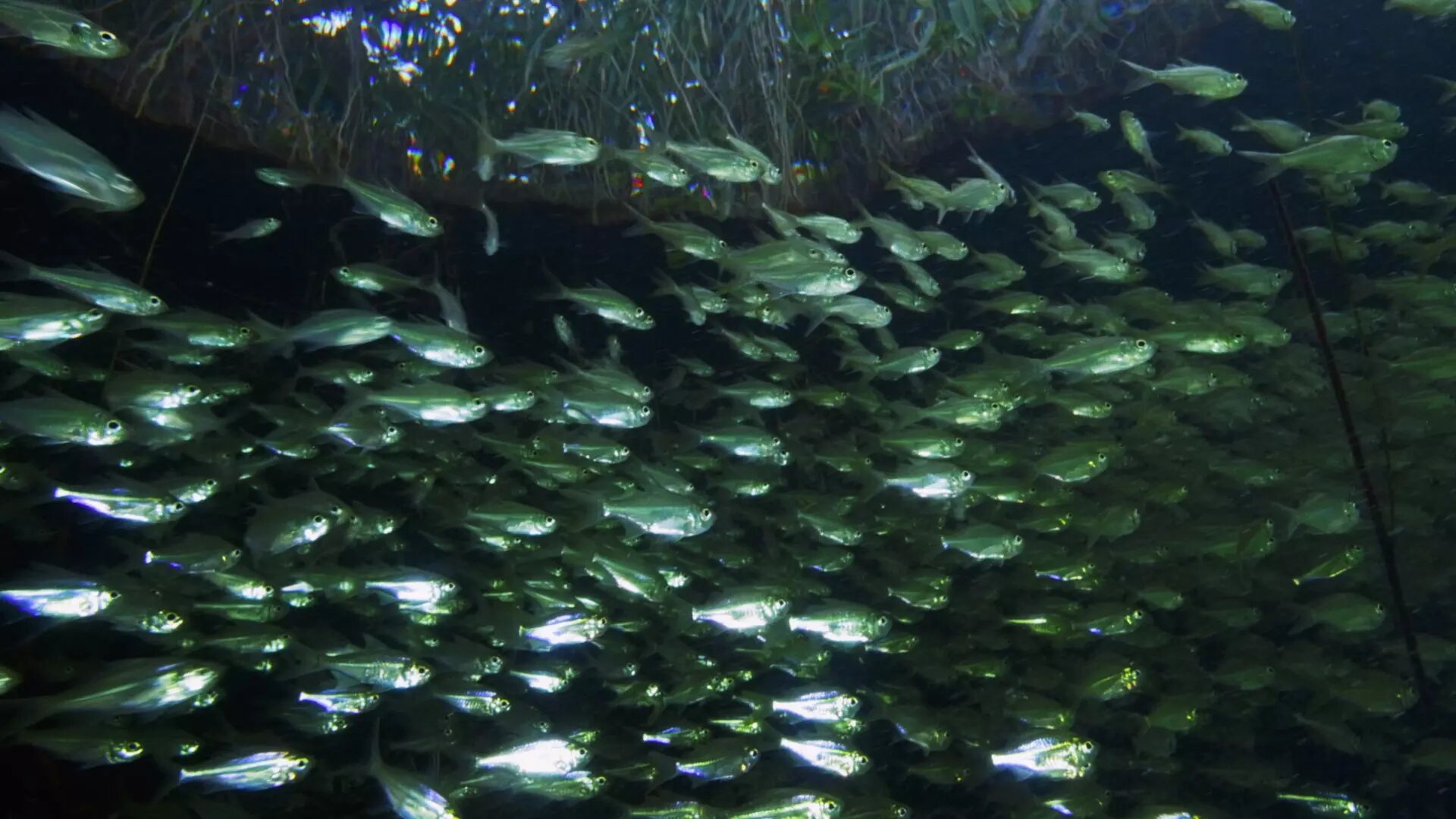 Inside the Enchanted Forests S1E3 Water Worlds