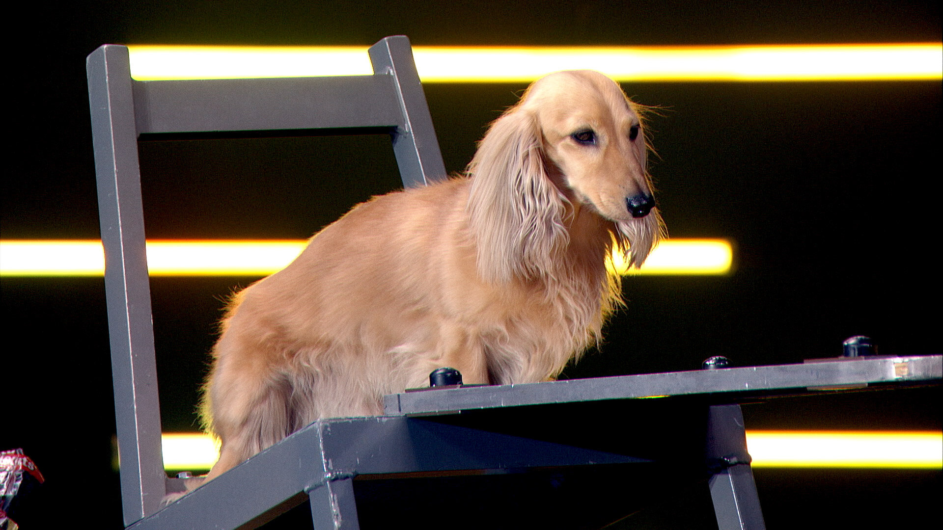 Masters of Illusion S11E7 Feet, Forks, and Felines