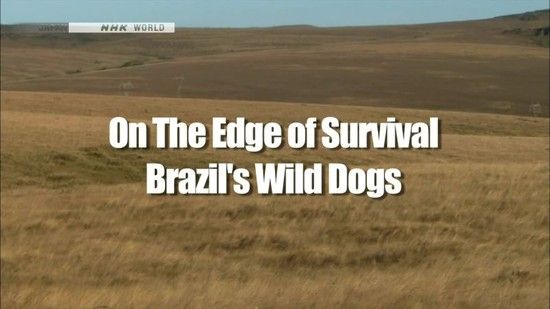 NHK Wildlife 2010 On the Edge of Survival Brazils Wild Dogs 720p x264 HDTV EZTV