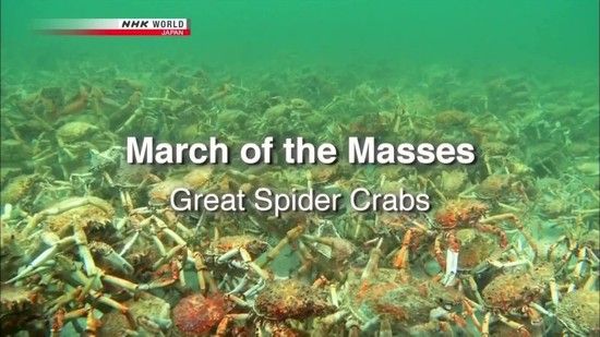 NHK Wildlife 2011 March of the Masses Great Spider Crabs 720p x264 HDTV EZTV