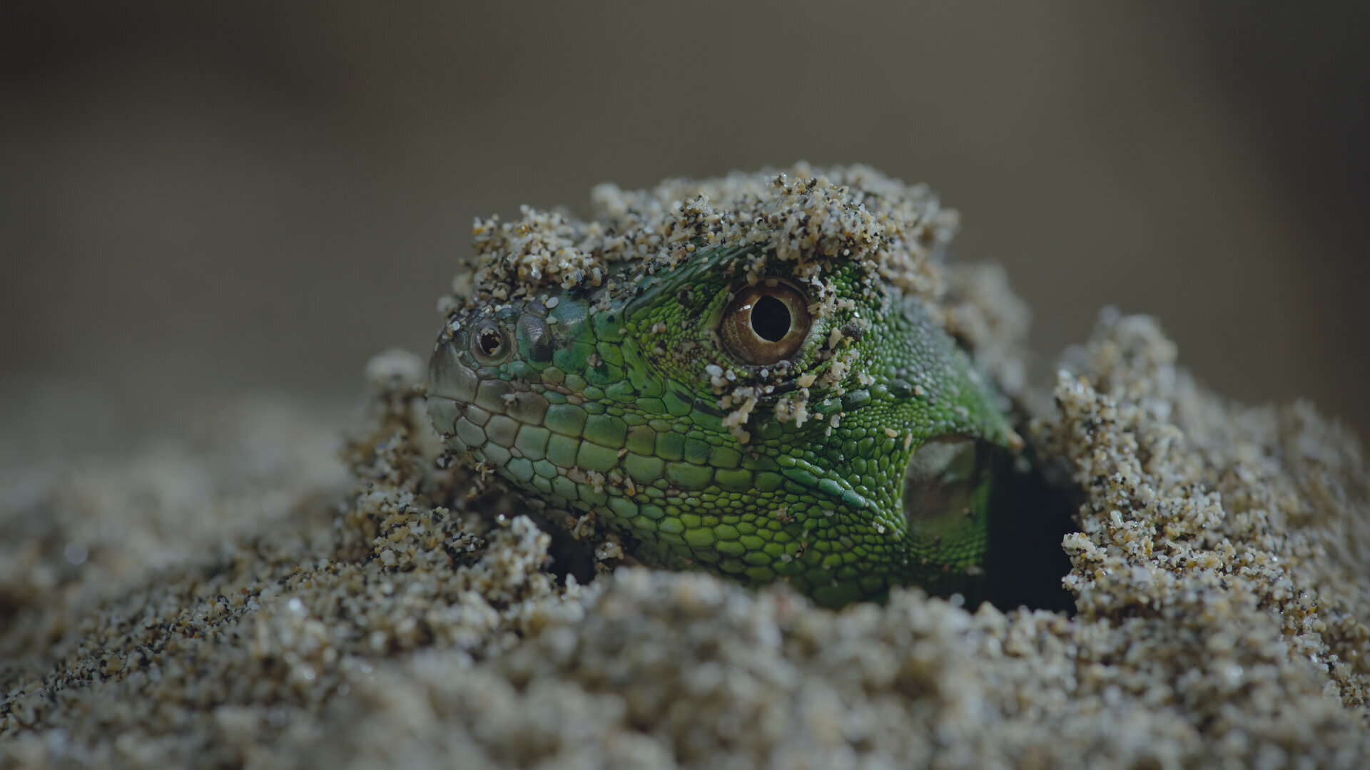Nightmares of Nature S2E1 Chapter One: Welcome to the Jungle