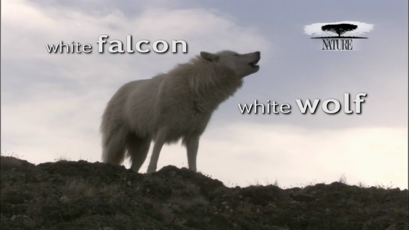 PBS Nature 2008 White Falcon White Wolf 720p HDTV x264 AAC EZTV