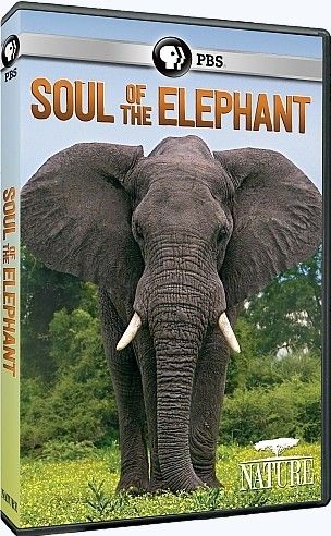PBS Nature 2015 Soul of the Elephant 720p HDTV x264 AAC EZTV