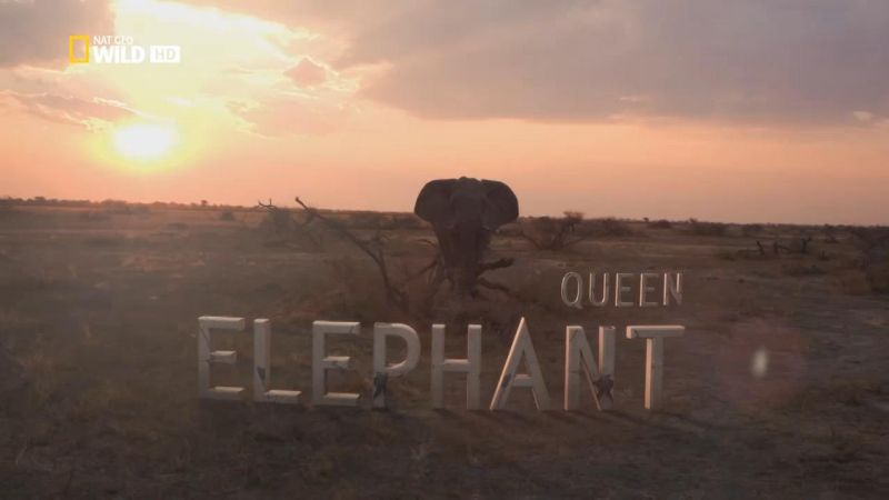 Queen Elephant 720p x264 HDTV EZTV