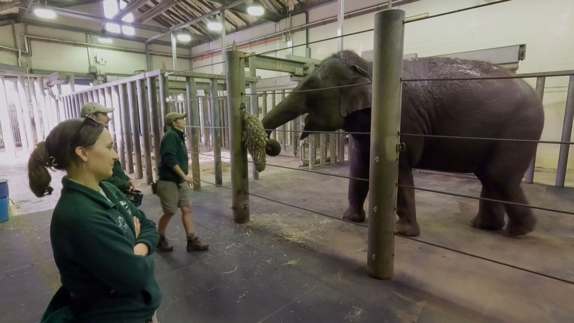 Taronga: Who's Who in the Zoo S6E1 Elephant Special