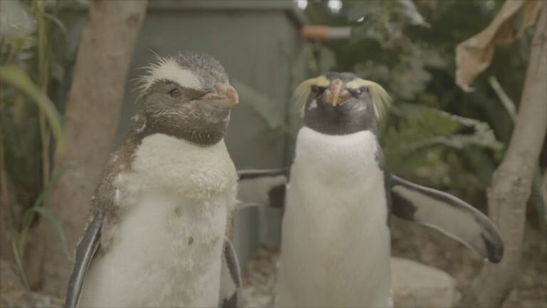 Taronga: Who's Who in the Zoo S6E10 Bongo Blood Draw