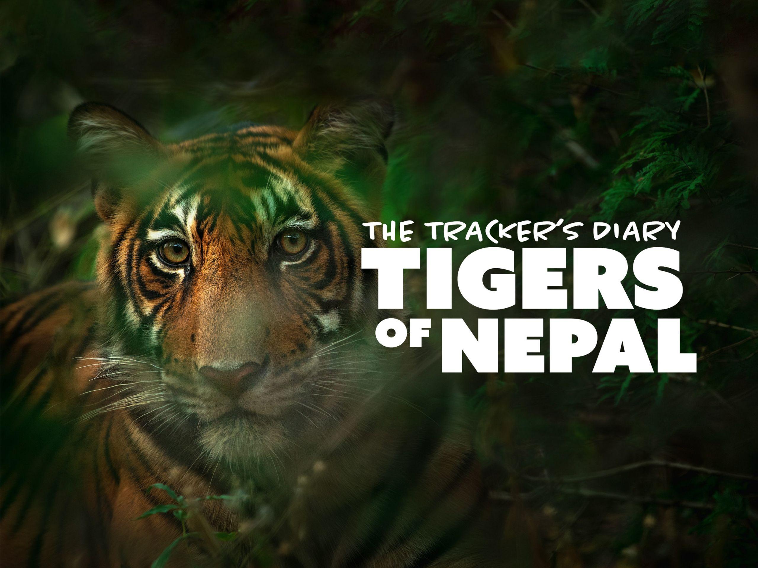 The Tracker's Diary: Tigers of Nepal