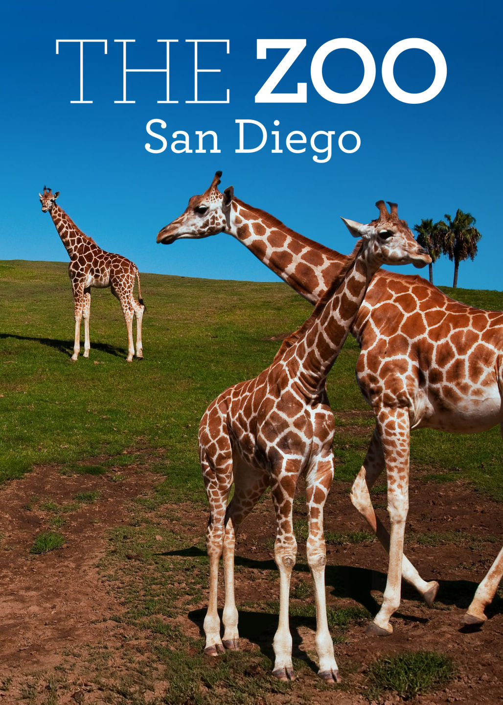 The Zoo: San Diego