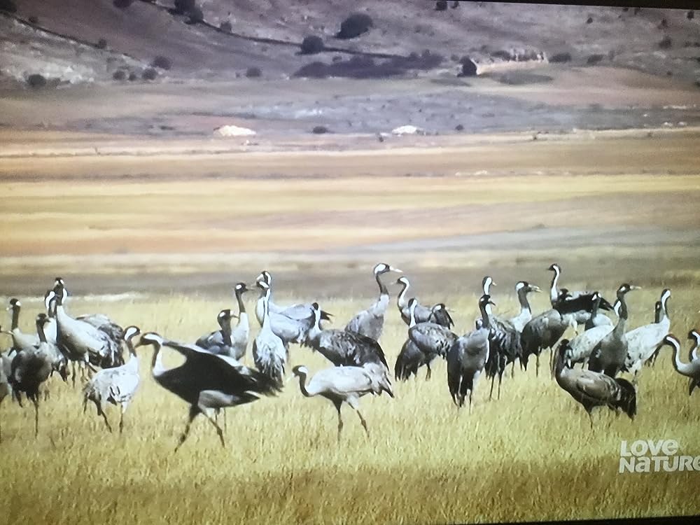 Wild Iberia