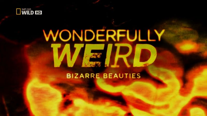 Wonderfully Weird Series 1 1of2 Bizarre Beauties 720p x264 HDTV EZTV