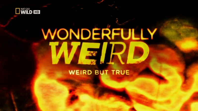 Wonderfully Weird Series 1 2of2 Weird but True 720p x264 HDTV EZTV